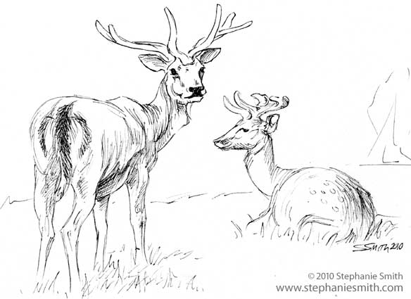 Resting Deer - sketchbook 2010