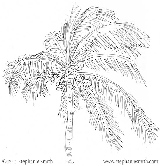 Sketchbook: Single palm, Mexico 2011